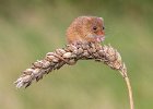 Linda Jackson - Harvest Mouse Eating Corn.jpg